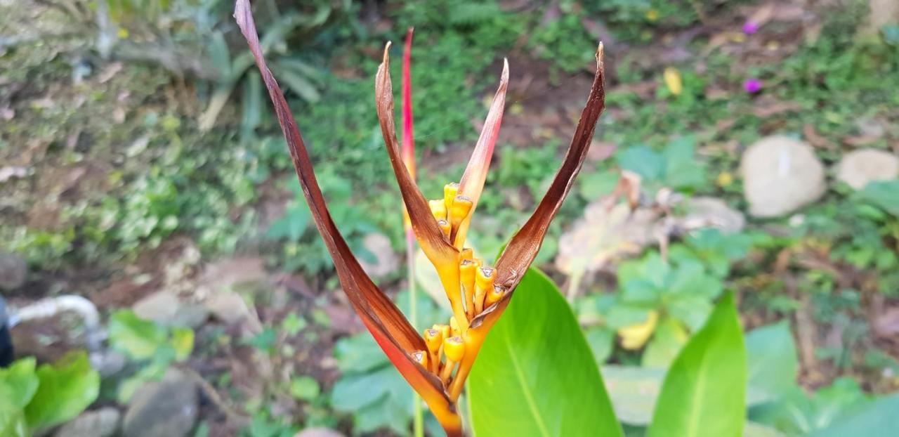 Vale Das Maritacas Teresopolis Villa Екстериор снимка